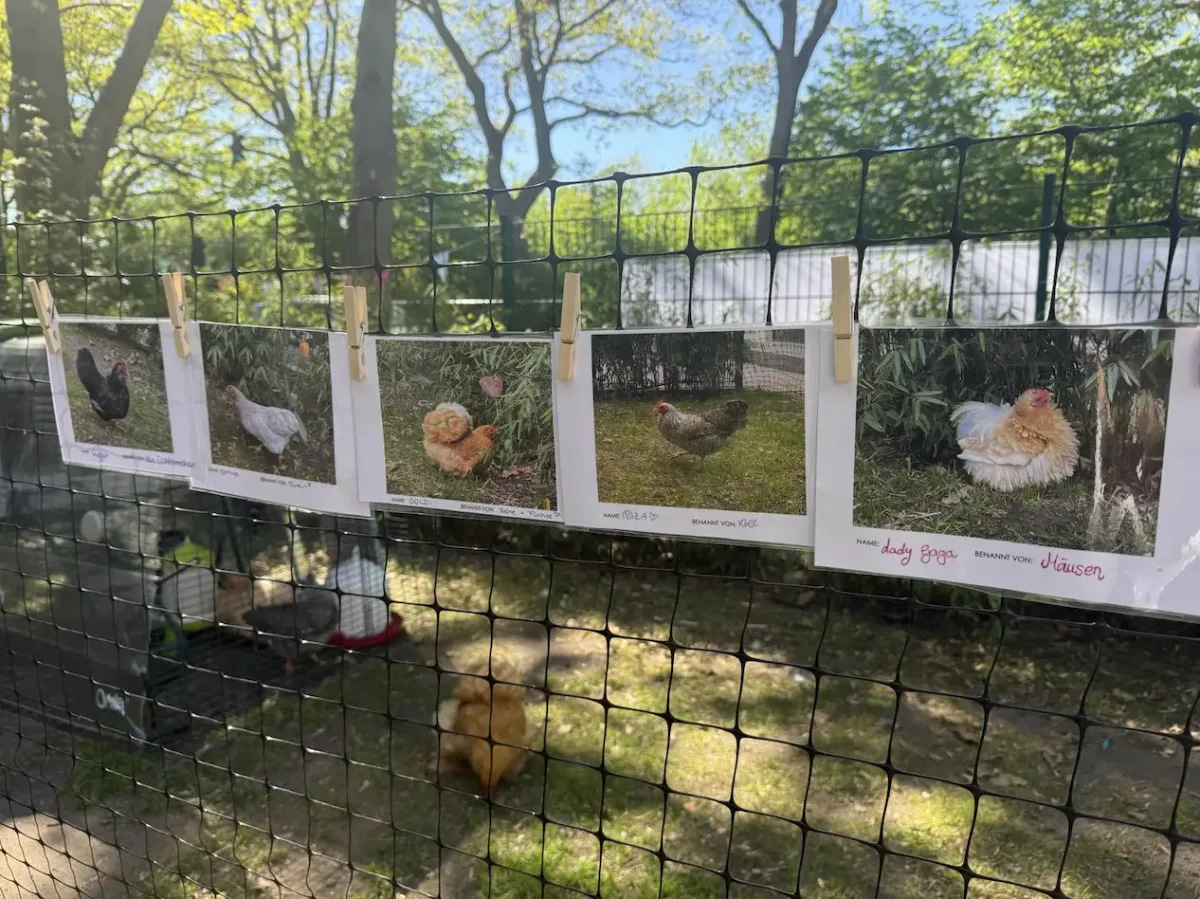 chicken-photos-on-fence-stadtkueken-kita-treudelberg-lemsahl-mellingstedt